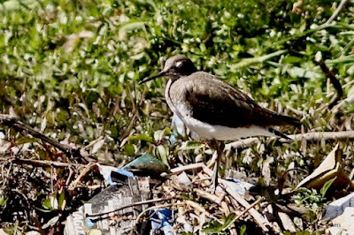 Green Sandpiper