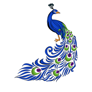 Peacock  Clip Art Hd Transparent