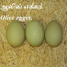 Olive-Eggs