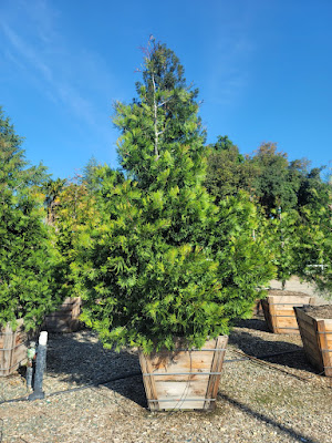 Incense Cedar