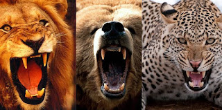 The Leopard, Bear and Lion