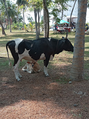 Picture postcard photo of cow with calf on grounds near Minicoy Lighthouse.