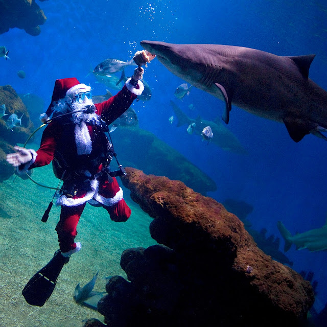 Papa Noel Palma Aquarium