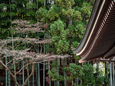 Bamboo and cedar: Engaku-ji