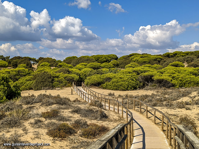 Enebrales de Punta Umbría - Huelva, por El Guisante Verde Project