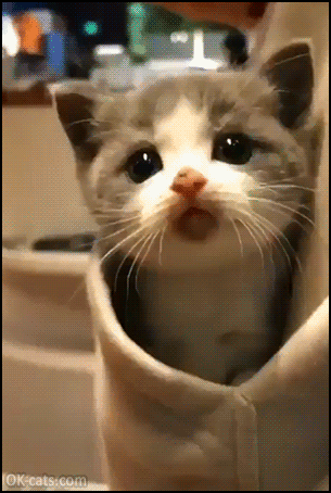 Cute Kitten GIF • Shy kitty living in its pocket No one can see me in my fort [ok-cats.com]
