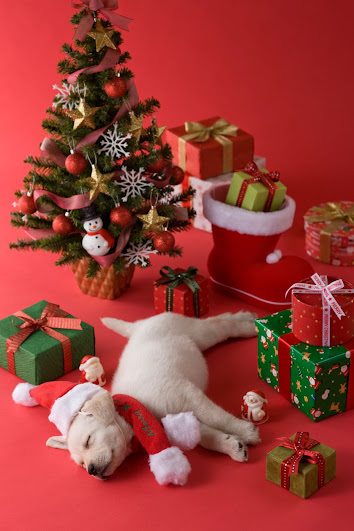 10 Adorable Puppies Dressed Up For Christmas