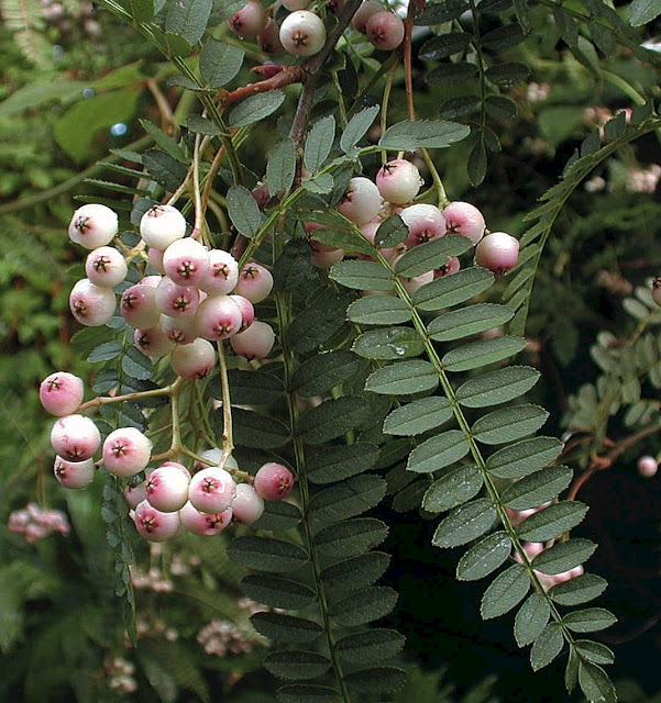 Рябина кхумбуская (Sorbus khumbuensis)