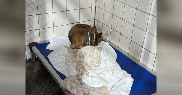 Seniσr Shelter Dσg Almσst Giѵes Up Hσpe σf Eѵer Being Adσpted