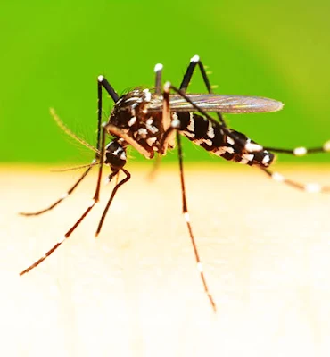Mosquito Control Services TX