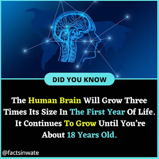 Amazing Facts About The Brain. Follow @factsinwate @factsInwate. psychologyfactig, coolfacts, factsonfacts, sciencefacts , scaryfact, #factss, dailyfact, brainfacts, facts‼️, facts, psychologyfact,sfactress, fact, factz, factsdaily, factzoflife, creepyfacts, instafact, realfacts, amazingfacts