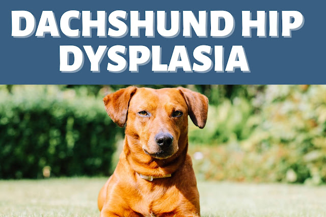 dachshund-hip-dysplasia