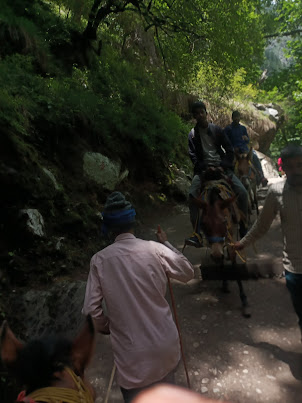 Mules/pony's for human and luggage transport.