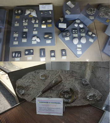 Museum Geologi Bandung menyimpan beragam jenis fosil yang langka dan mengagumkan. Salah satu koleksi moluska purba seperti pada gambar, yakni fosil amonit dan nautiloid dari Maroko. Di sudut lain museum juga bisa dijumpai fosil amonit yang ditemukan di Indonesia, tepatnya di pulau Timor