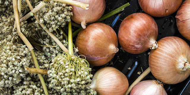 What are the Onion Seeds?