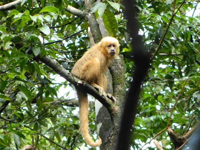Ações antrópicas colocam em risco macaco prego galego