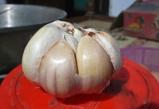 Apakah Bawang Putih Menurunkan Kolesterol