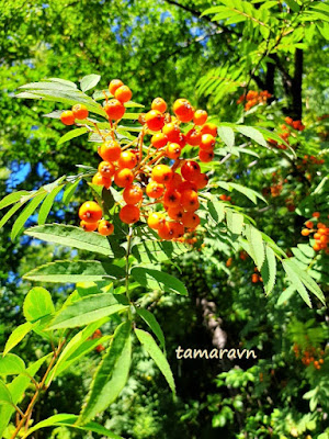 Рябина амурская / Рябина похуашаньская (Sorbus amurensis, =Sorbus pohuashanensis)