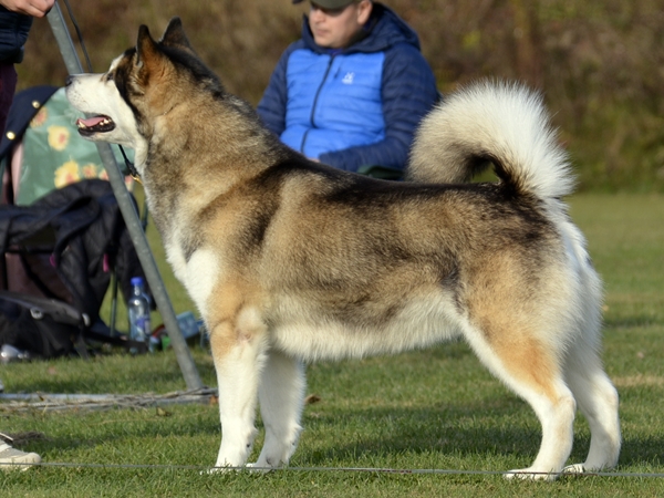 alaska malamute