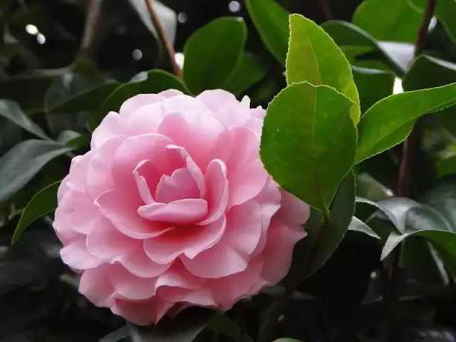 bunga camellia