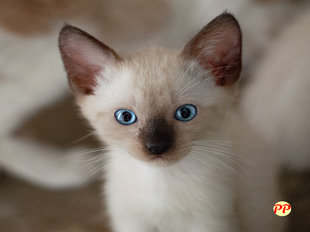 Update Harga Kucing Siam Kitten dan Dewasa (Semua Varian) per Ekor