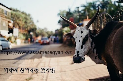 Cow Essay in Assamese
