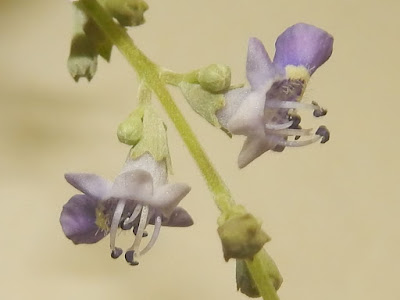 黃荊的花