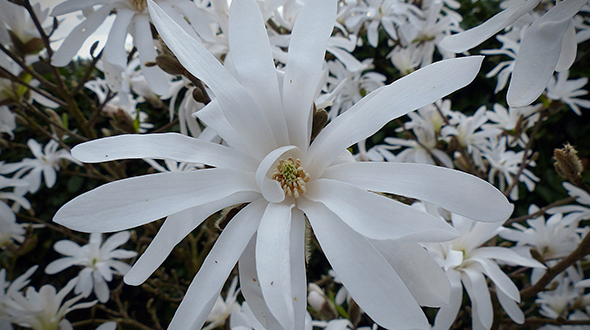 Star Magnolia is a small blooming tree perfect for marietta georgia gardens