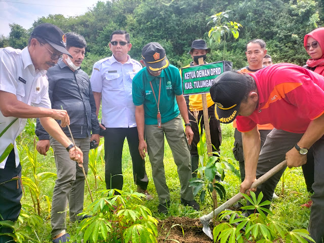 Pohon 5.500 Plances Ditaman Perhutani Kediri di Tulungagung