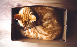 KENAPA KUCING MENYUKAI KOTAK