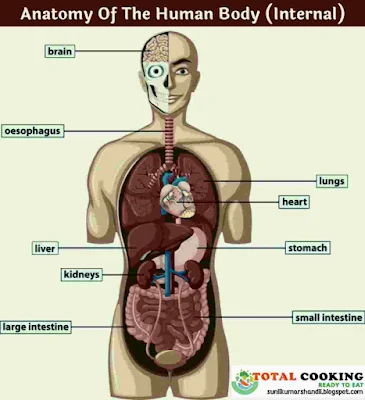 मानव शरीर के अंगों के नाम हिंदी और अंग्रेजी में | Human Body Parts Name in Hindi with Picture