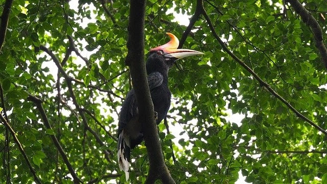 gambar burung rangkong / burung enggang