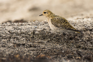 Wildlifefotografie Helgoland Düne Goldregenpfeifer