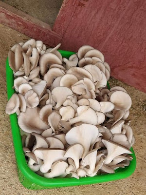 Mushroom consulting in Pune