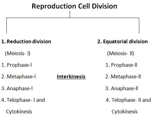 stages of meiosis; meiosis-l, meiosis-l