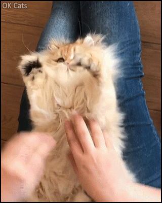 Funny Cute Cat GIF • Adult fluffy cat playing “Tickle... Tickle... Surprised” like a playful kitten