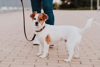 dog going for a walk