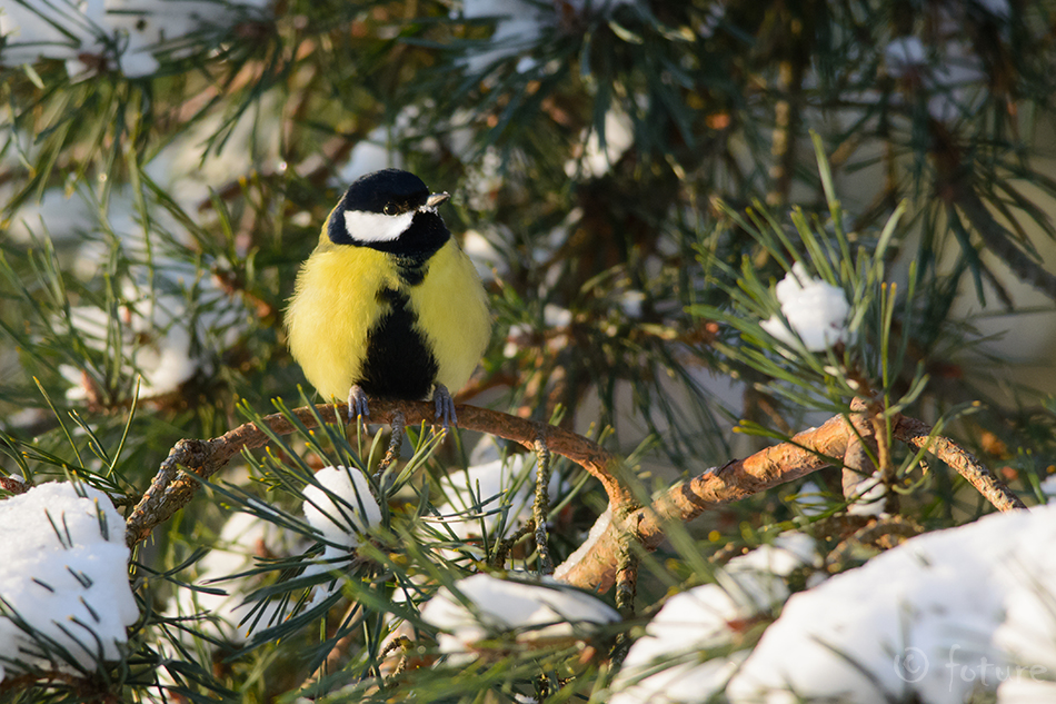 Rasvatihane, Parus major, Great Tit, tihane