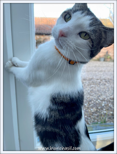 What's In The Box ©BionicBasil® Cool Cat Collars - Ginger Marmalade Velvet Collar Modelled by Melvyn