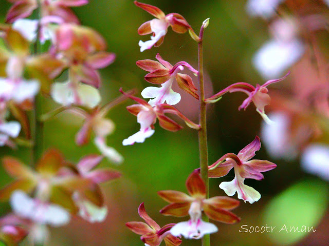 Calanthe discolor