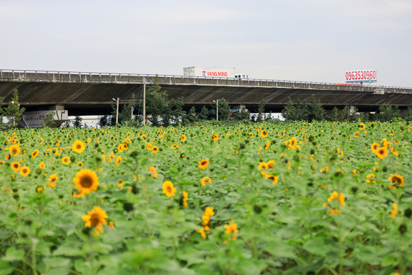 彰化芬園花海「花現芬芳家園」好彩頭拔蘿蔔暨賞花活動美不勝收