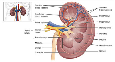 kidney infection symptoms in men