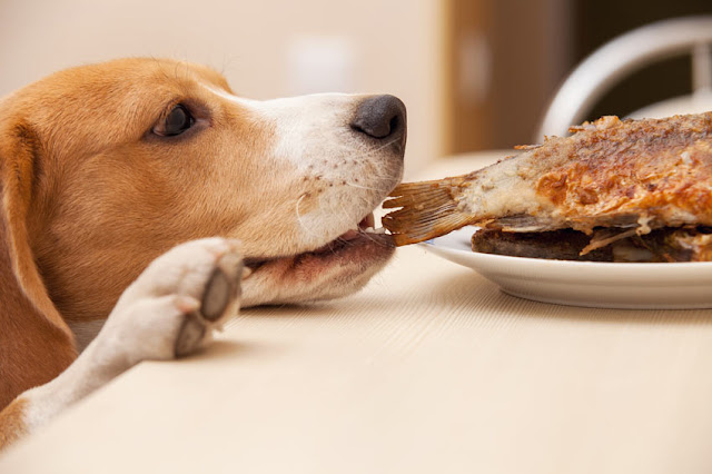 Cuando el perro roba comida de la mesa