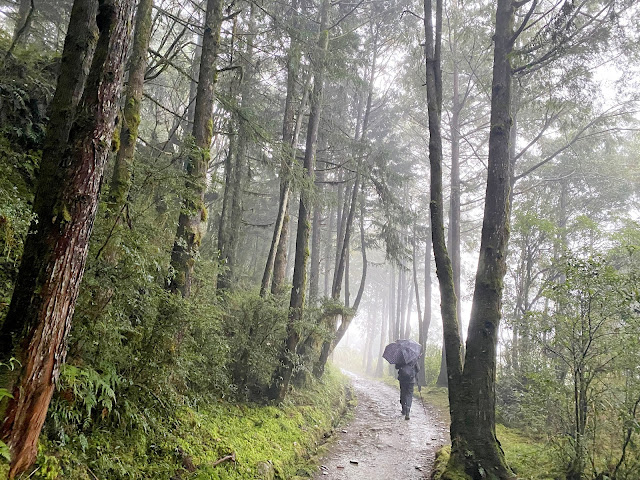 太平山山毛櫸步道