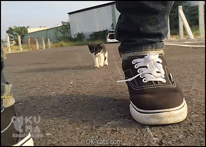Adorable Cat GIF • When a super cute feral kitty follows you around don't leave it, please adopt it!  [ok-cats.com]