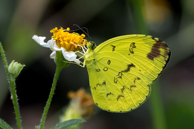 Eurema andersoni