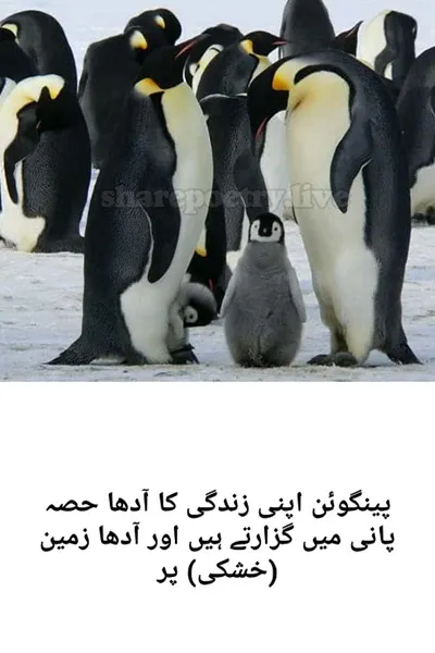 Amazing Facts About Penguins