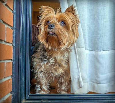 Yorkshire Terrier apartmanda bakılabilecek köpek
