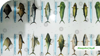أجود أنواع السمك، أفضل أنواع السمك الطازج، أجود أنواع الجمبري، جمبري كبير، أجود أنواع الروبيان، أفضل أنواع الروبيان المجمد، أفضل أنواع الروبيان الطازج