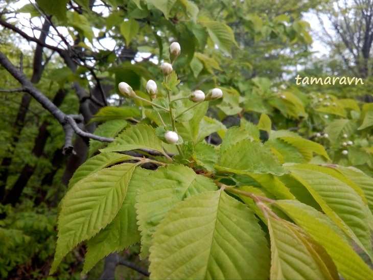 Вишня Максимовича / Черёмуха Максимовича (Cerasus maximowiczii, =Prunus maximowiczii, =Padus maximowiczii)